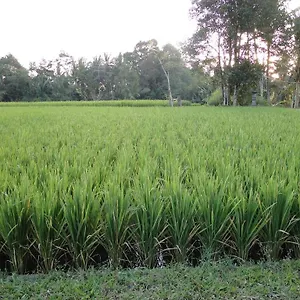 Resort Indigo Tree, Ubud (Bali)